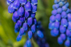 _MG_0963