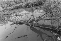 img_5950